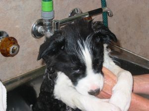 Puppies etc 017